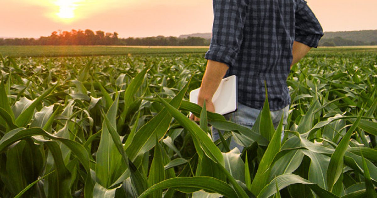 Farm landscape